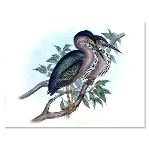 Designart ' Ancient Australian Birds VII ' Traditional Canvas Wall Art Print