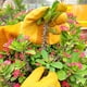 thumbnail image 4 of Guantes largos de jardinería para damas/hombres, guantes resistentes a puñaladas para recortar rosas, 4 of 5