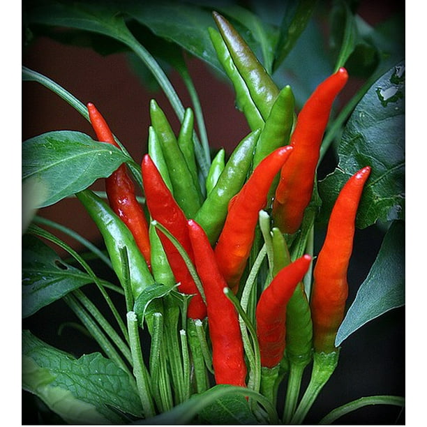 Thai Hot Dragon Organic Pepper Plant - Extremely Hot! - 4" Pot