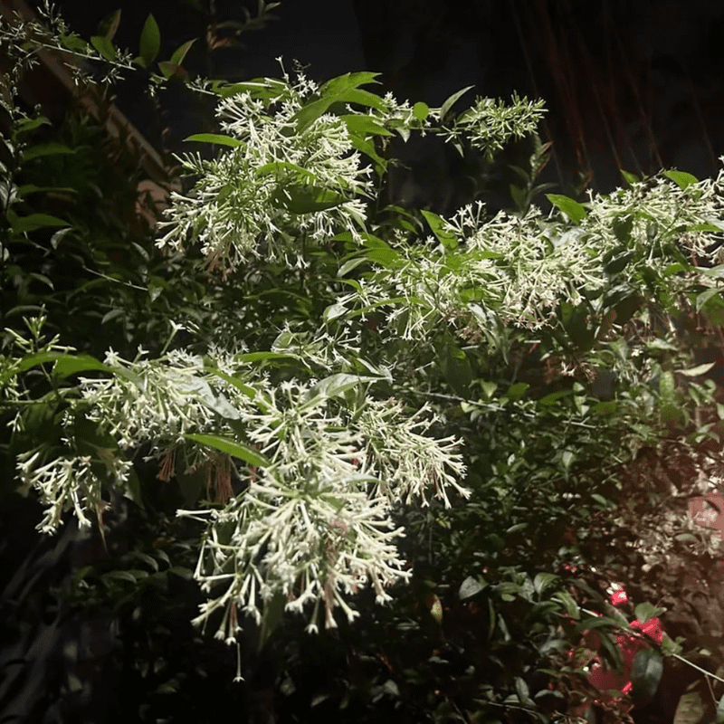 Night Blooming Jasmine Plant Live, Climbing Jasmine Flower Plant, White and Fragrant Flowers for Indoor Outdoor Gardening, 4 to 7 Inches Tall