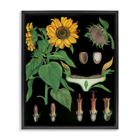 Stupell Industries Shabby Chic Sunflower Bulb Illustrations Black Floating Frame Canvas Art, 17 x 21, by Vintage Hustle