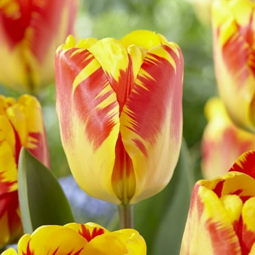 Van Zyverden Tulips Banja Luka Set of 12 Bulbs, Multicolor, Partial Sun, Perennial