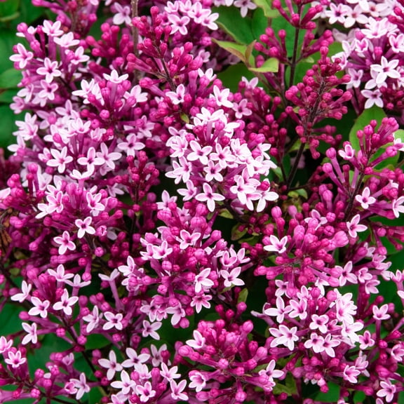 Direct Gardening Be Right Back Reblooming Lilac Bush Dormant Bare Root Pink Flowering Starter Shrub