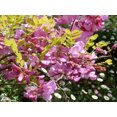 thumbnail image 1 of 15 Graines d'Arbuste d'Arbre Fertile Robinia Hispida Fleur de Criquet ROSE / ACACIA ROSE, 1 of 10