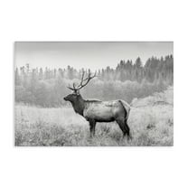 Stupell Industries Stoic American Elk Landscape & Nature Photography Wrapped Canvas Art Print Wall Art, 45 x 30