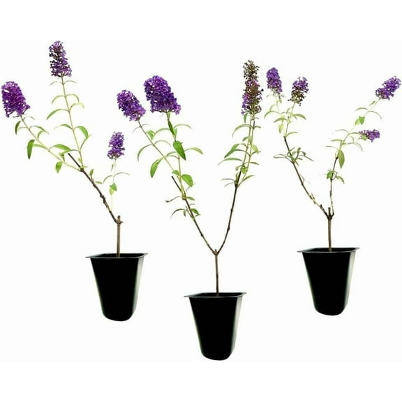 Buddleia Black Knight | 10 Live Plants | Fragrant Butterfly Bush, Attracts Butterflies & Hummingbirds, Drought Tolerant Flowering Shrub
