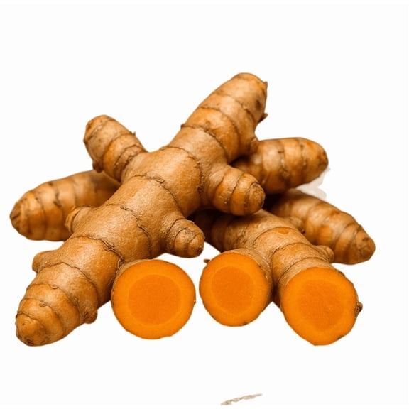 10 Orange Turmeric Roots for Planting, Turmeric Ginger Perennial Herb Tubers Curcuma Longa Bulbs