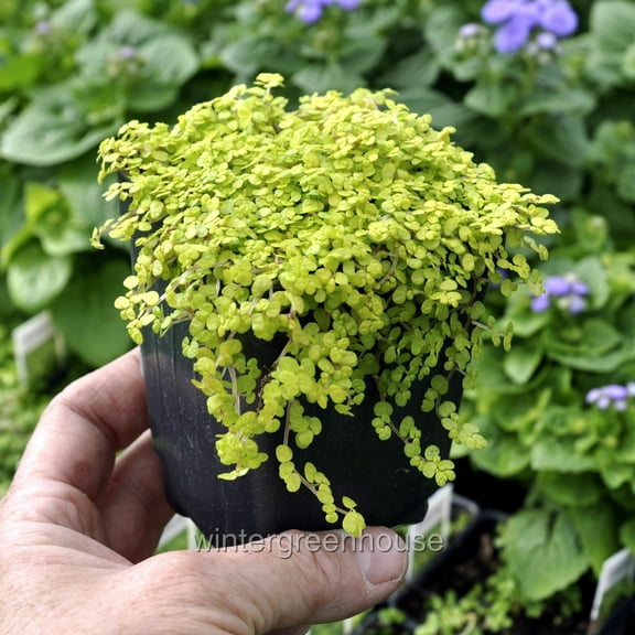 Baby Tears, Golden, Soleirolia Soleirolii, Aurea - Pot Size: 3" (2.6x3.5") - Shade Plants