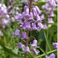 thumbnail image 2 of Easy to Grow Spanish Bluebells Pink 10 Plant Bulbs, Flowers Spring Zones 3-8, 2 of 6
