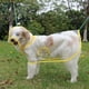 thumbnail image 1 of Nvzi Impermeable para perros, ropa de lluvia ligera para mascotas con capucha tipo poncho (M, amarillo), 1 of 4