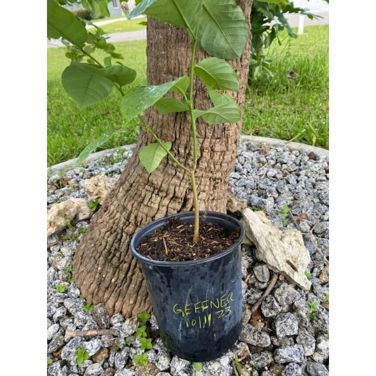 Geffner Atemoya Fruit Tree - 1 to 2 Feet Tall - Ship 2024 in 3Gal Pot