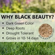 JONATHAN GREEN TURF 10322 2800 sq. ft. Natural Black Beauty Ultra Grass Seed, 7 lb