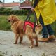 thumbnail image 5 of CHAO Arnés de chaleco para perros, arnés de soporte para perros, ayuda para caminar, chaleco de tracción de elevación, chaleco de tracción para perros para ancianos y cachorros heridos (Pa, 5 of 5