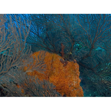 Preserved Sea Fan Deep Water Sea Fan and Encrusting Orange Sponge, Hol Chan Marine Preserve, Barrier Reef, Belize Print Wall Art By Stuart Westmoreland ()