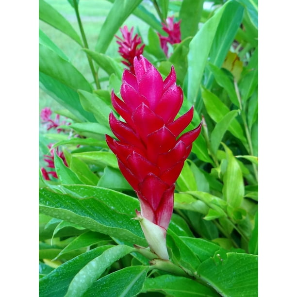 Red Alpinia Purpurata Ginger Plant Bulb 1 PK (2 Roots Each 2