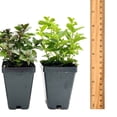 thumbnail image 6 of 1 Mint Herb Trio: Live Aromatic Culinary Herbs in 3.5" Cubes | Garden-Ready Spearmint, Peppermint & Strawberry Mint Plants for Fresh Flavorful Tea, Cooking, Containers & Home Gardens, 6 of 7
