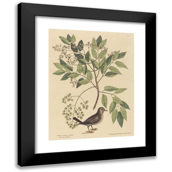Mark Catesby 12x14 Black Modern Framed Museum Art Print Titled - The Ground Where (Columba Passerina) (1731-1743)