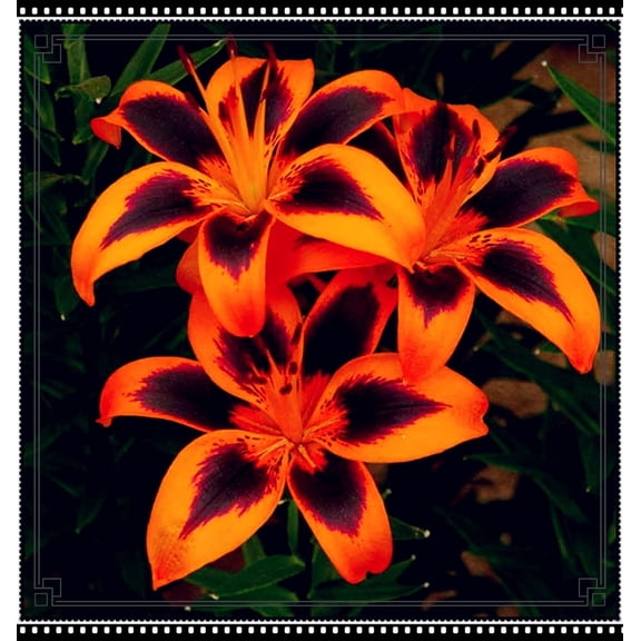 Lily, Low Maintenance - Easy Grow - Ideal for Beds Borders, Plant Pots & Planters