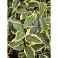 thumbnail image 2 of Olive Martini™ Olive Plant - 4" pot -Indoor/Out-Eleagnus x ebbengii, 2 of 3