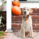 thumbnail image 5 of Decoración de Halloween, regalos de Halloween, accesorios de Halloween, pañuelos para perros de Halloween, bufandas para mascotas, pañuelos lavables para mascotas, bufandas para perros, pañuelos para, 5 of 6