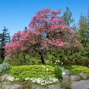 Cherokee Chief Dogwood Tree – 1 Gallon