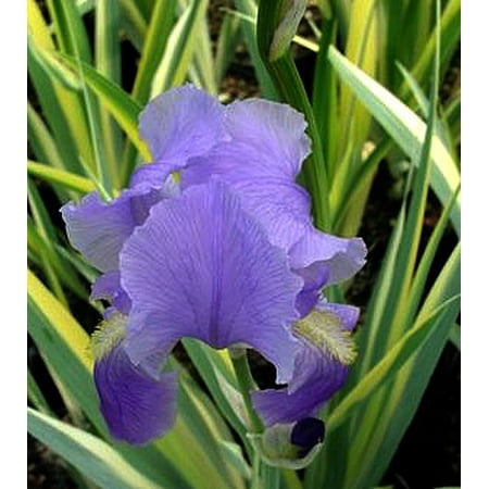 Golden Zebra Iris Plant - Iris p. Aureovariegata - Blue Flower - 4
