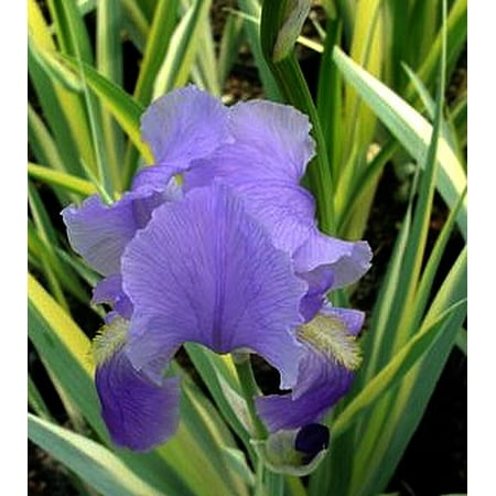 - Golden Zebra Iris Plant - Iris p. Aureovariegata - Blue Flower - 4