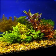 Premium Assorted Mixed Plant Bunch Live Aquarium Plants BUY2 GET1 FREE