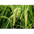 thumbnail image 7 of Long Grain White Rice, 10 Pounds — Kosher, Raw, Vegan — by Food to Live, 7 of 7