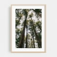 thumbnail image 2 of Tall Trees - Photography Forest Nature Woodland Scenic Wilderness Landscape Unframed Wall Art Print 20 x 30 inches, 2 of 60