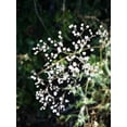 thumbnail image 4 of TomorrowSeeds - Perennial Baby's Breath Seeds - 7500+ Count - For 2026 Planting Gypsophila, 4 of 10