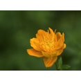 thumbnail image 2 of Bonin, Suzanne 14x12 Gold Ornate Wood Framed with Double Matting Museum Art Print Titled - Asian Globeflower, 2 of 4