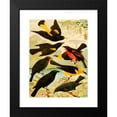 thumbnail image 2 of Emil August Göldi 15x18 Black Modern Framed Museum Art Print Titled - Japiim, Nightingale, Police English, Vain-Taua, Vain-Una, Vira-Basta (1900-1906), 2 of 5