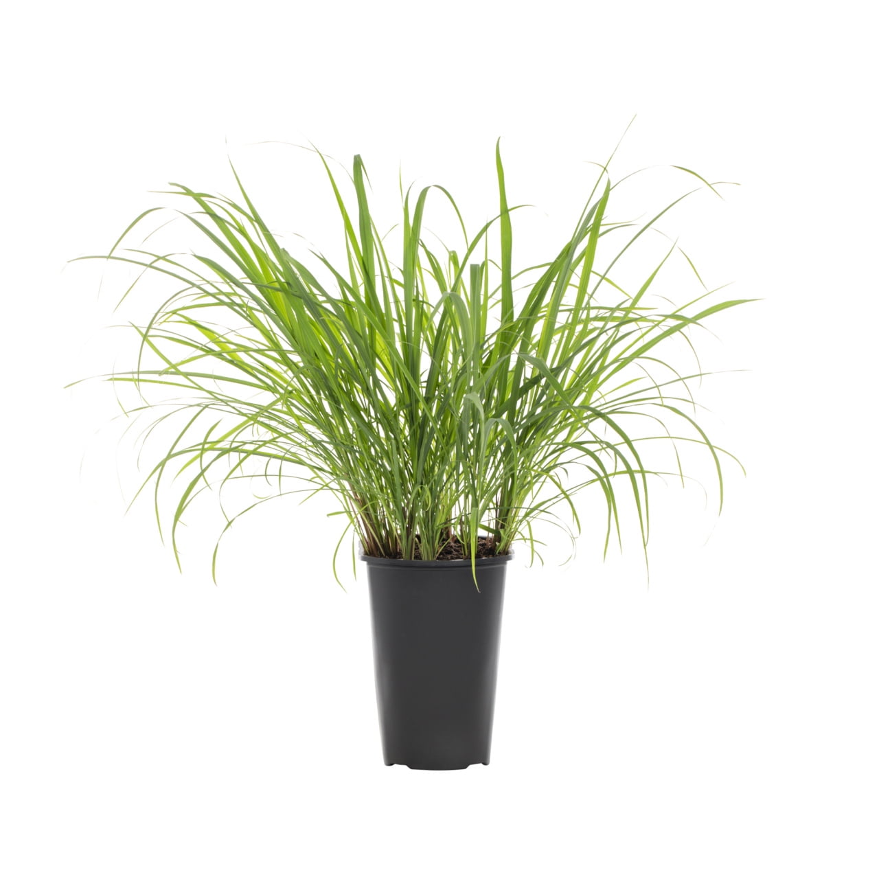 Expert Gardener 2QT Lemon Grass Live Perennial Plant Sun 3-Pack