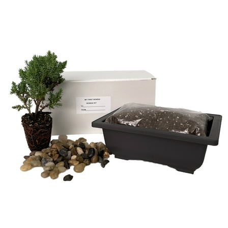 My First Bonsai Tree Kit plus Live Japanese Juniper Tree