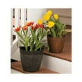thumbnail image 2 of Root & Vessel Dolce Round Planter, Rust, 6", 2 of 2