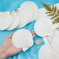 thumbnail image 3 of 10 conchas marinas naturales grandes para manualidades, conchas de vieira blancas para pintar, decoración de playa, bodas, decoración del hogar, 3,7-4 pulgadas, 3 of 6