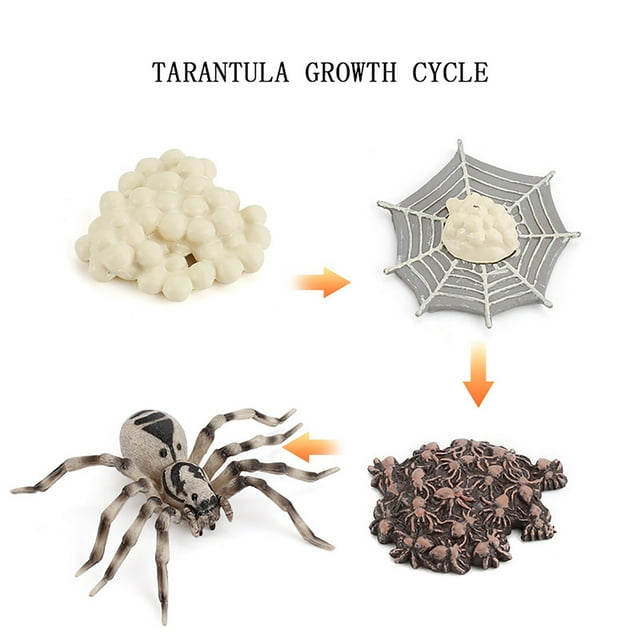 WREESH Insect Growth Cycle Ornaments Spider Seven-star Tarantula Bee Life Stage Model