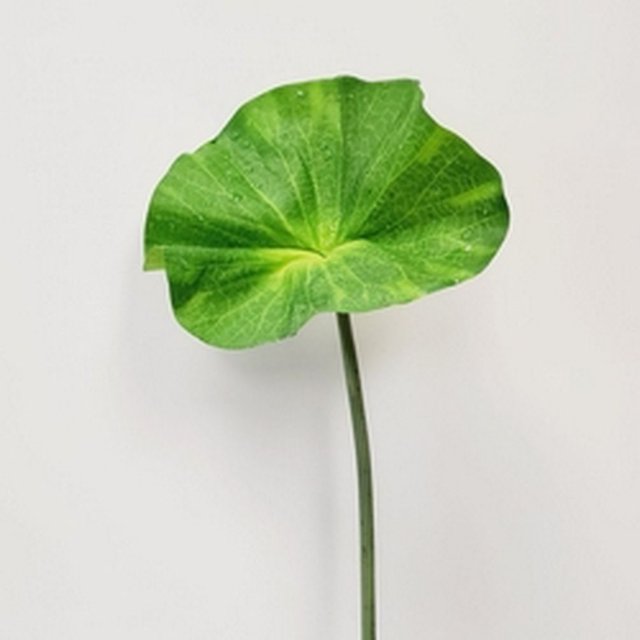 26" Green Lotus Leaf Stem With Water Drops Faux Plants And Trees