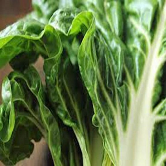 Swiss Chard Seeds, Large White Ribbed, Heirloom, 500 Seeds, Non GMO