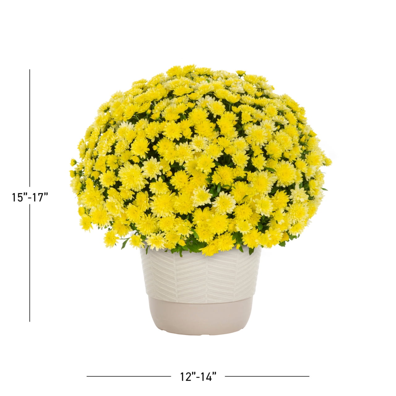 Better Homes & Gardens Yellow Garden Mum Live Plant, 1.5 gal, Decorative Planter