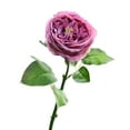 thumbnail image 2 of Sunjoy Tech Artificial Flower Non-fading Vibrant Color Realistic Looking Fine Texture Clear Veins Decorative Plastic Natural Look Simulation Rose Flower Party Ornament for Home, 2 of 8