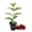 1 Plant, variant on Barbados Cherry Tree - 1 Live Starter Plant - Malpighia Emarginata - Edible Fruit Bearing Tree for The Patio and Garden