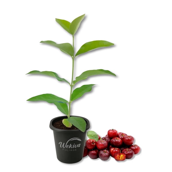 Barbados Cherry Tree - 1 Live Starter Plant - Malpighia Emarginata - Edible Fruit Bearing Tree for The Patio and Garden