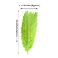 thumbnail image 3 of Efavormart 12PCS 13"-15" Fabulous Natural Ostrich Feathers Plume for Wedding Centerpieces Home Decoration - Green, 3 of 10