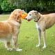 thumbnail image 5 of Juguete para Perro Good Boy Azul Interactivo con Cuerda Resistente, 5 of 9