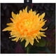 thumbnail image 5 of Lámpara Solar de crisantemo, 2 uds., luz de jardín, flores artificiales, césped, paisaje, jardín, decoración exquisita, creativa Iluminación y accesorios Crisantemo rosa crisantemo rosa Bearachild HA073440-03, 5 of 6