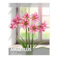 thumbnail image 1 of Amaryllis Estella (1 Bulb), 1 of 2