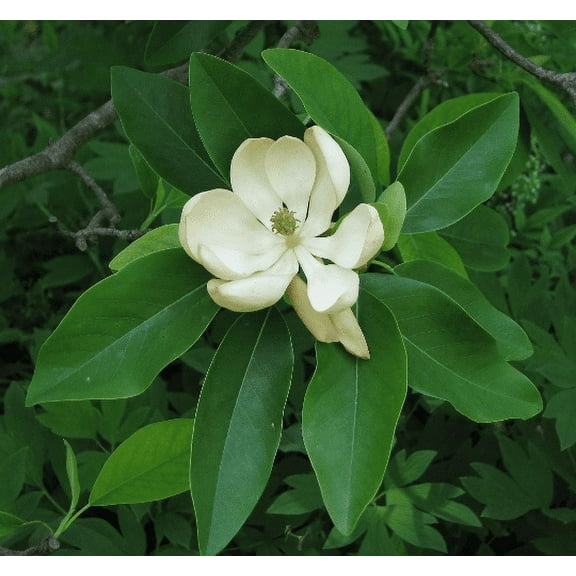 Daylily Nursery Creamy White Sweet Bay Magnolia in 3.5 Inch Pot