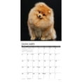 thumbnail image 3 of Willow Creek Press Pomeranians Wall Calendar, 0.6"x 12", 3 of 4